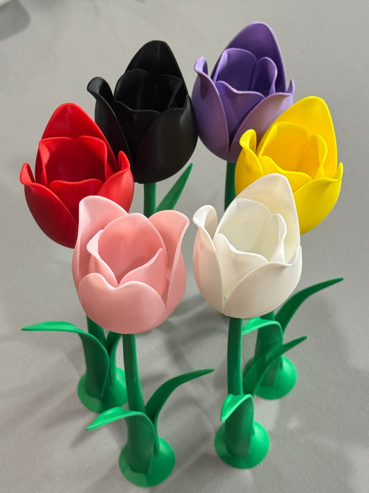 Forever Tulip