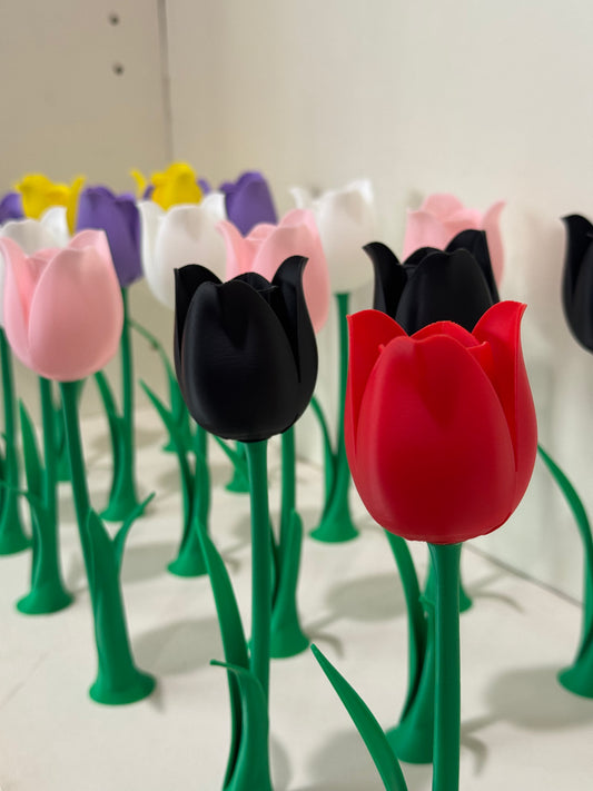 Forever Tulip